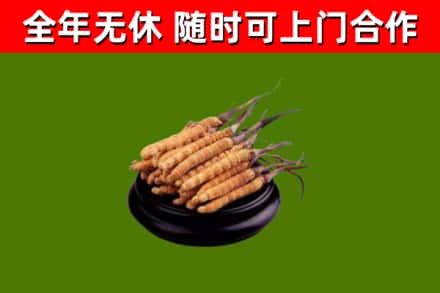 二道区烟酒回收冬虫夏草.jpg